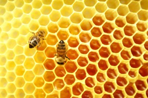 Honey bees Honey bees